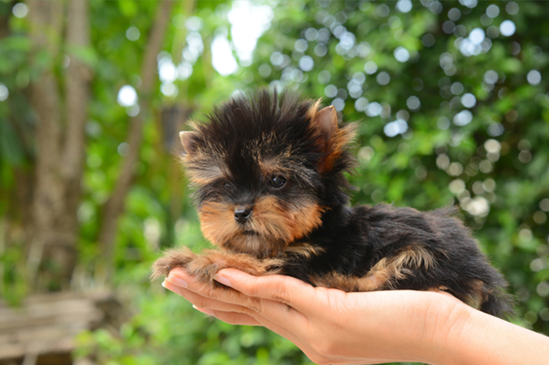 ellen roberts dog breeder ribbons west plains mo missouri ellen-roberts dog-breeder