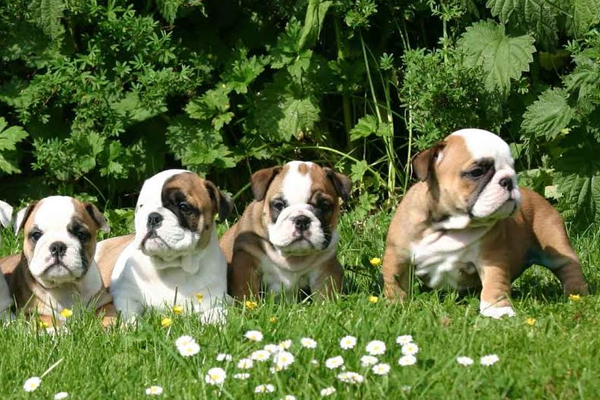 ellen roberts dog breeder spaniel puppy west plains mo missouri ellen-roberts dog-breeder